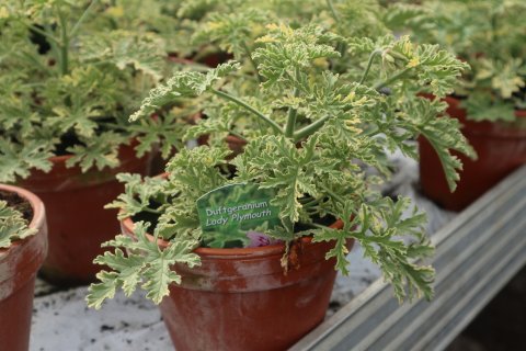 Lady grey Plymouth -