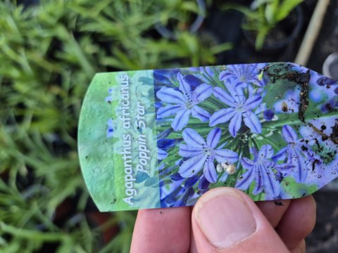 Agapanthus africanus - Poppin star - 17 cm ler - Skrmlilje
