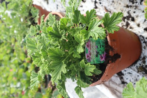 Duft Pelargonia - Orange fizz