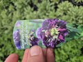 Geranium hyb Joseph Green 17 cm