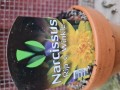 Narcissus - Rip v. Winkle - Dobbelt blomst gul pskelilje 9 cm ler potte