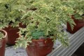 Lady grey Plymouth -