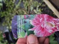 Aquilegia Vulgaris plena Nora Barlow - 17 cm