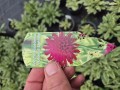 Knautia macedonica Thunder & Lightning - Blhat 17 cm