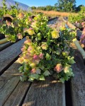 Origanum Rotundifolium Kent Beauty 17 cm