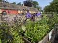 Polemonium reptans  Jacobstige i 17 cm potte