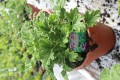 Duft Pelargonia - Orange fizz