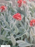 Hekuchrysum amorginum - Red Jewel - rde evighedsblomst 17 cm