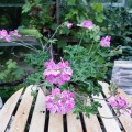 Duft Geranium - Pink Capitatum