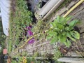 Verbascum hyb, Plum Smokey - kongelys