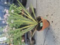 Yucca color guard filamentosa 18 cm ler - Palmelilje