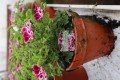 Duft Pelargonia - Angels Parfume